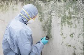 Mold Removal Services